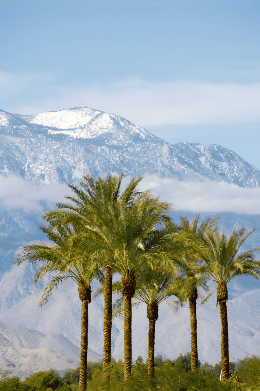 Lush palm trees with snow-capped mountain backdrop in Southern California.