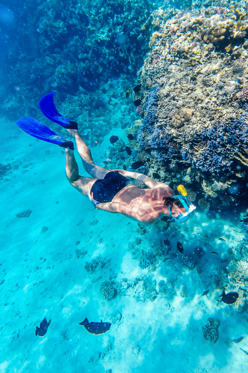 Colorful underwater coral reef scene with a snorkeler exploring marine life.