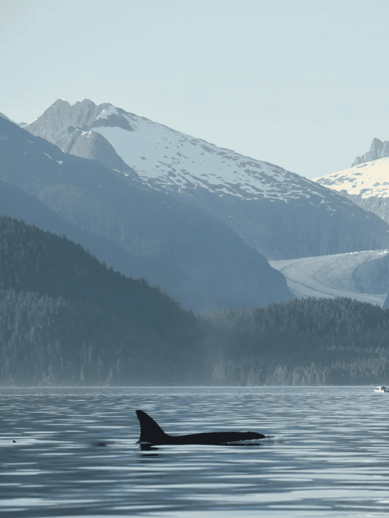 Whale swimming in Alaskan fjord with snow-capped mountains in background.