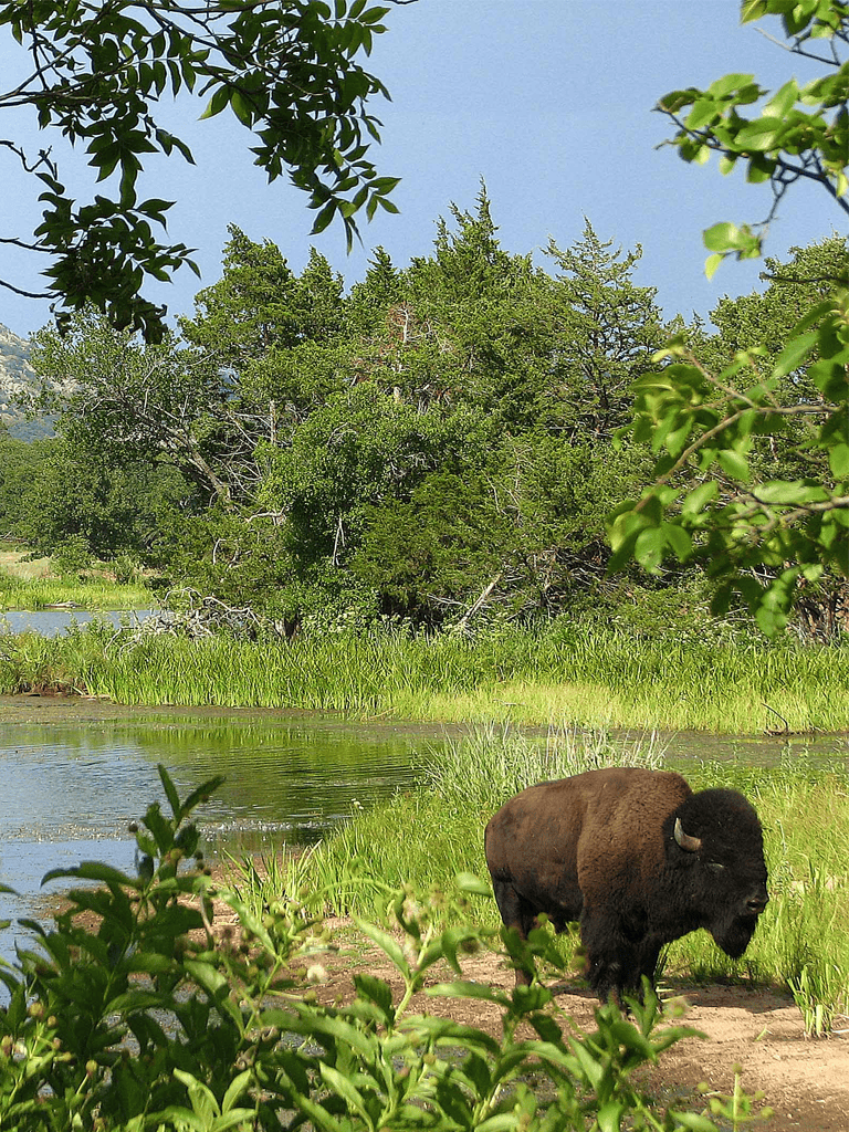 Bison grazing near water in lush green wetlands with trees and blue sky background.