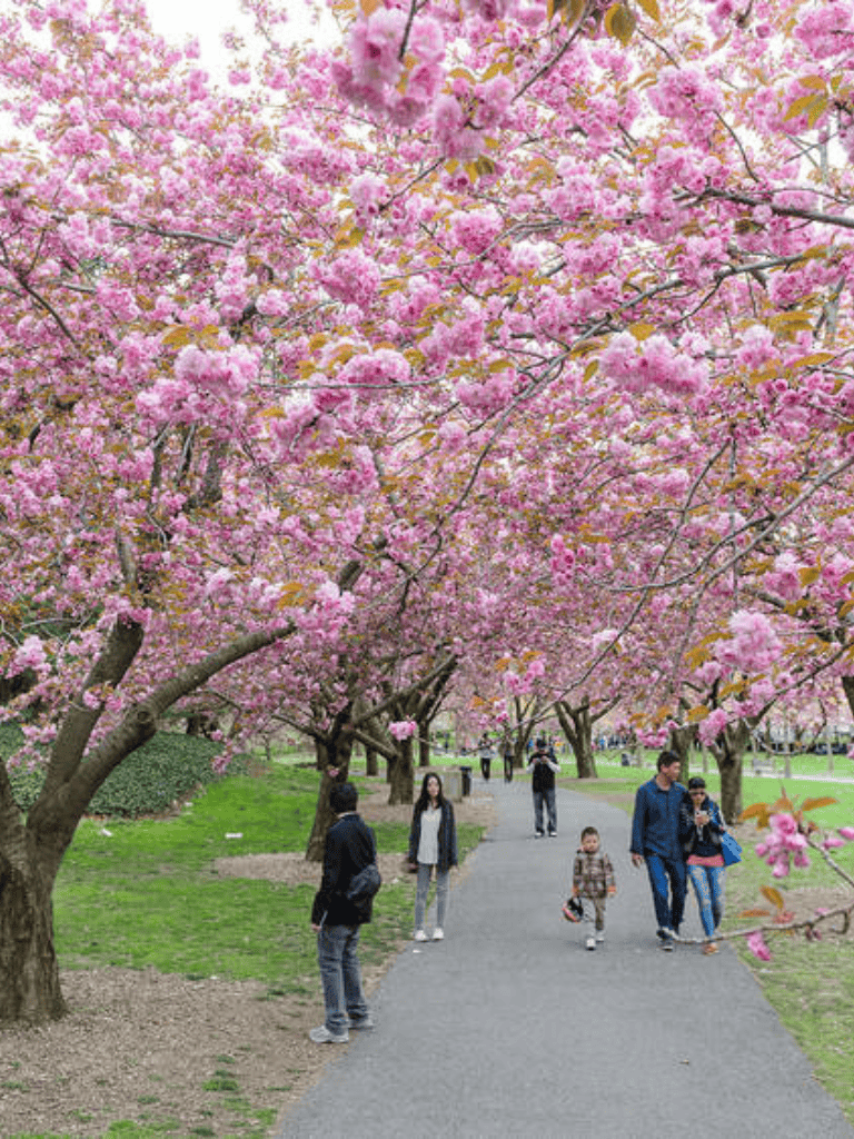 Pink cherry blossom trees in full bloom during spring at a park with people enjoying the scenery and taking photos.