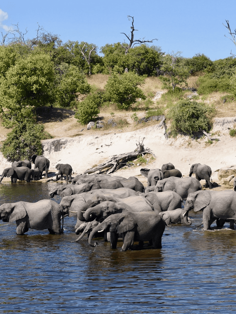 Elephants crossing river in wildlife safari, natural habitat, QuestForDirections wildlife tour.