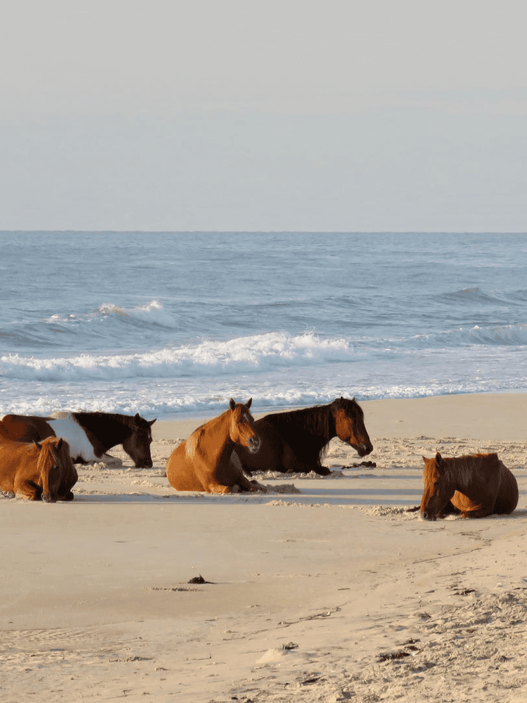 Bay horses resting on sandy beach near ocean waves.