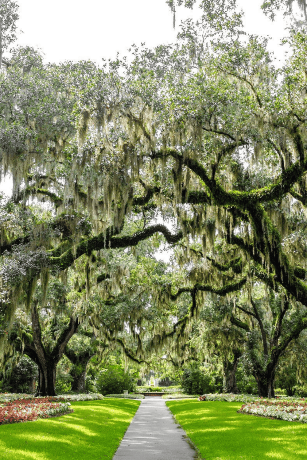 Lush Spanish moss hanging from sprawling oak trees in a scenic park setting with a pathway.