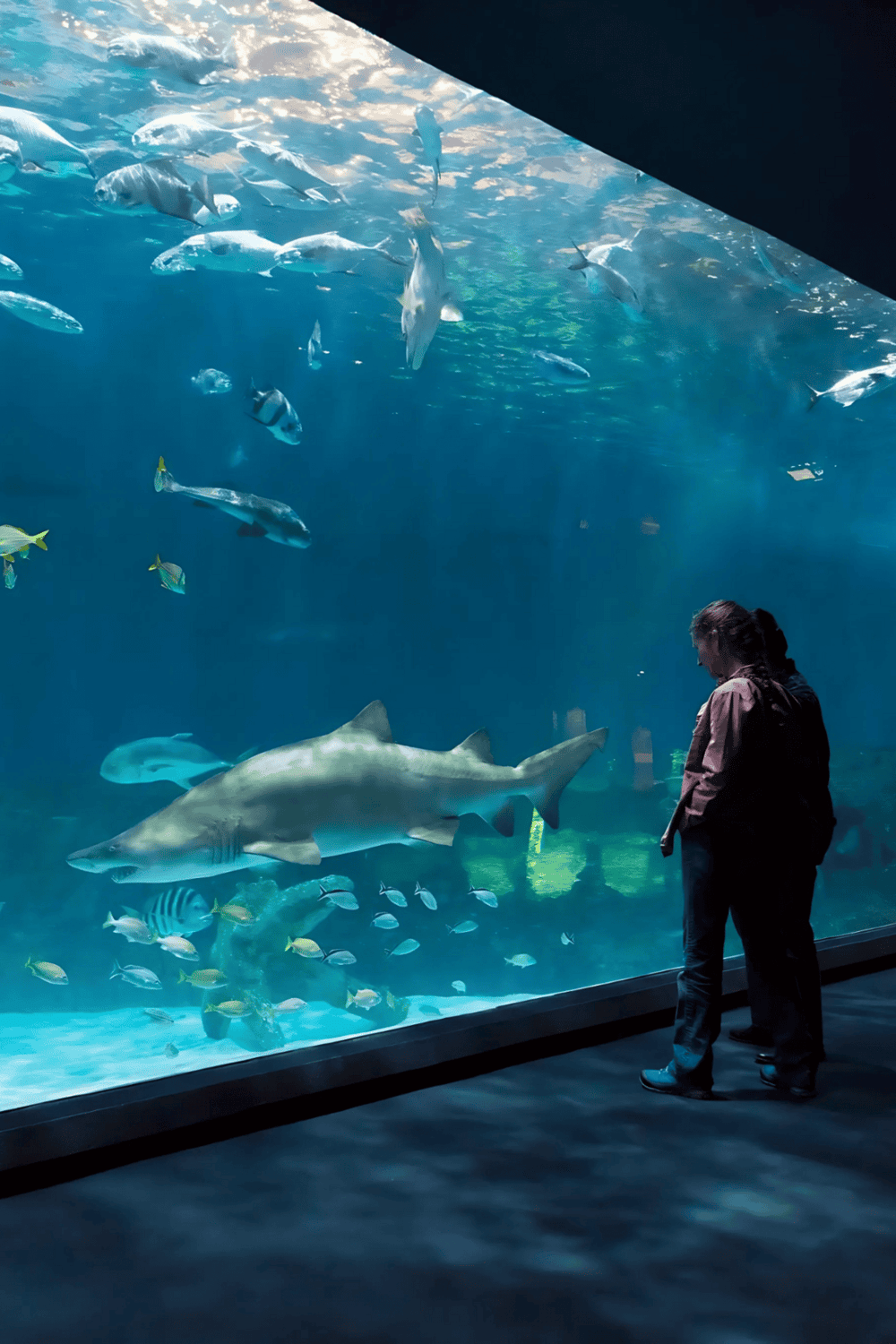 Colorful fish and a large shark in an aquarium tunnel with visitors watching underwater marine life.