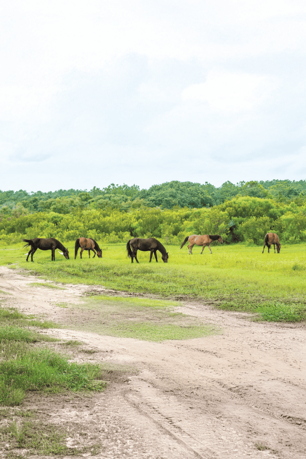 Wild horses grazing in a lush green field with forest backdrop, scenic landscape, nature, free-roaming, outdoor wildlife.