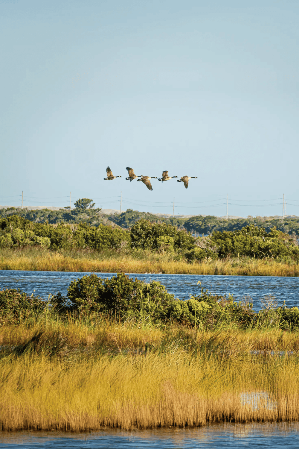 Flying geese over marshland with water and lush greenery, showcasing nature and birdwatching in a scenic landscape.