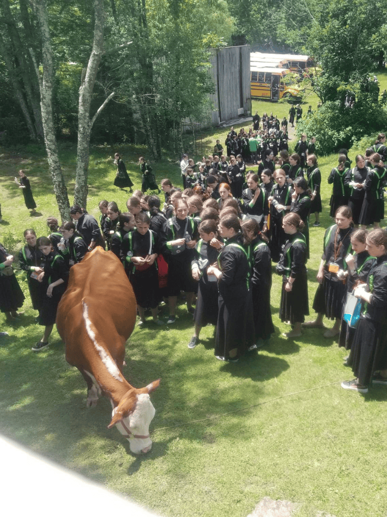 Cattle grazing with school children at outdoor educational event, lush green trees, and bus in background.
