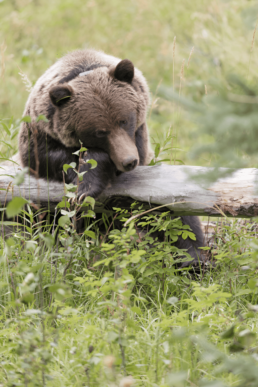 Bears resting on a log in a lush green forest setting.