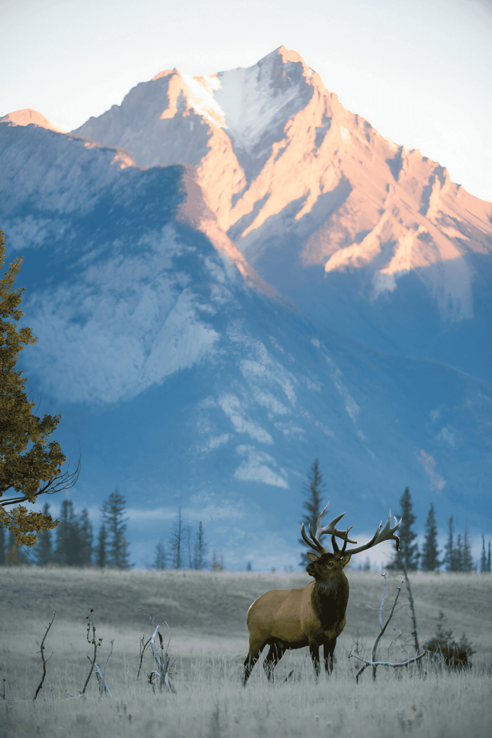 Majestic elk in front of snow-capped mountains and pine trees, representing outdoor adventure and nature exploration.