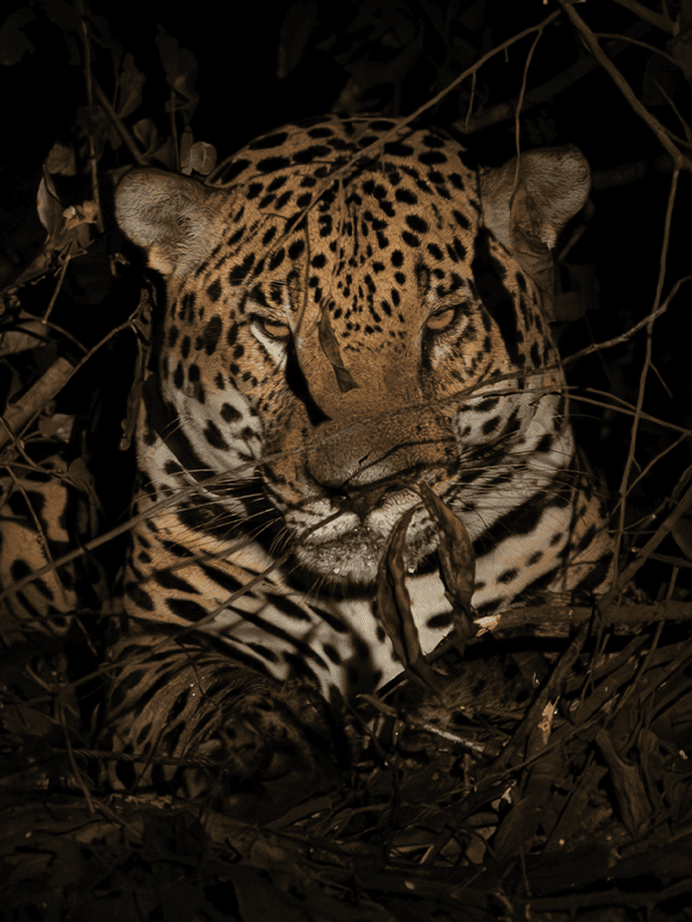 Leopard resting in dense jungle foliage at night.