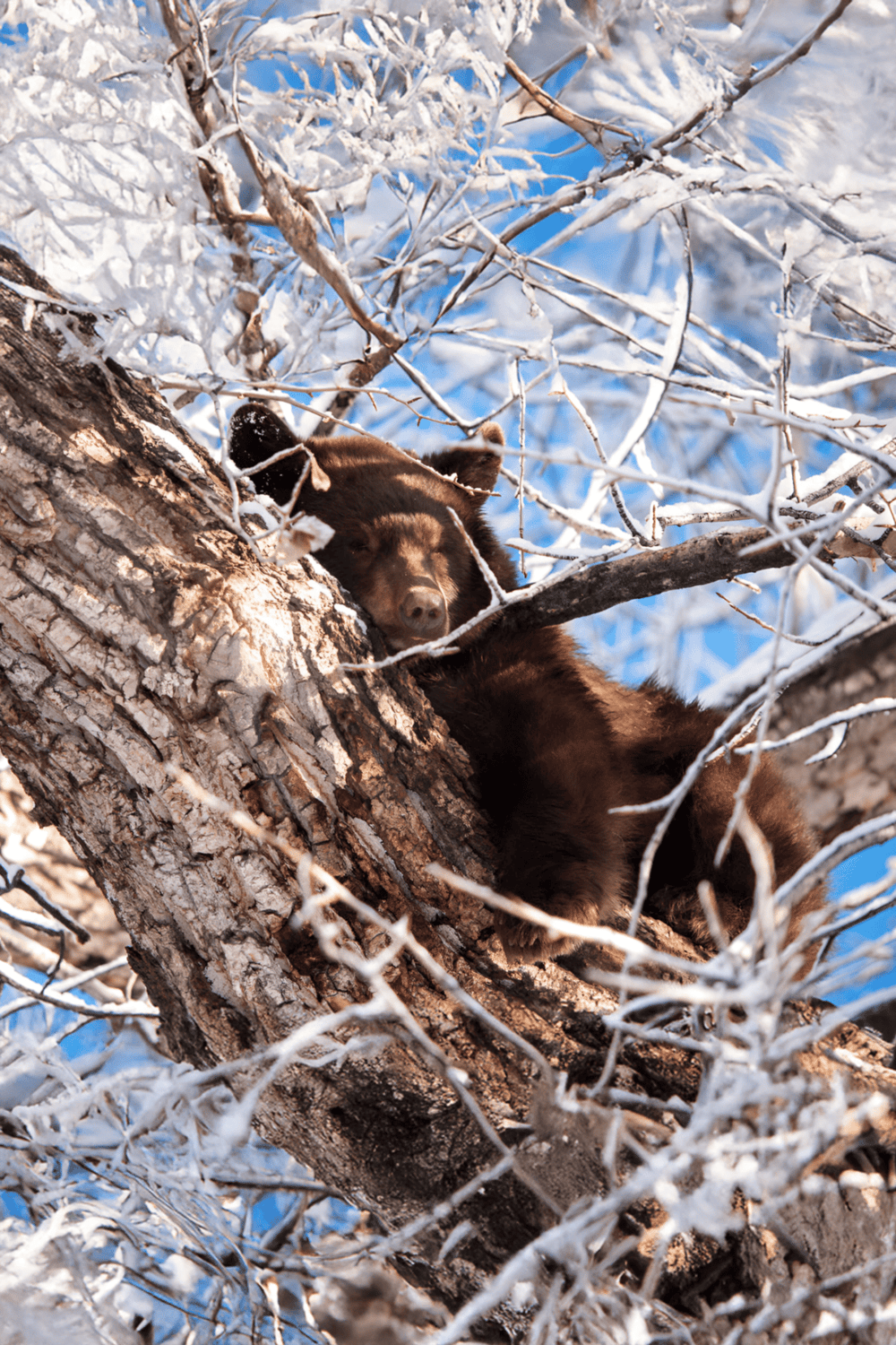Brown bear resting on snow-covered tree branches in winter landscape.