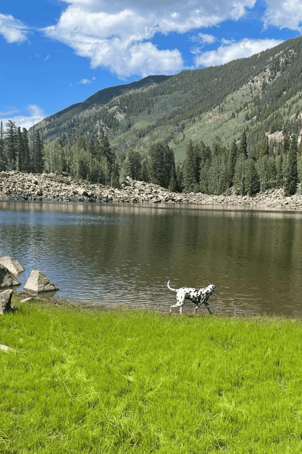 Tranquil mountain lake with Dalmatian dog, surrounded by lush forests and scenic hills.