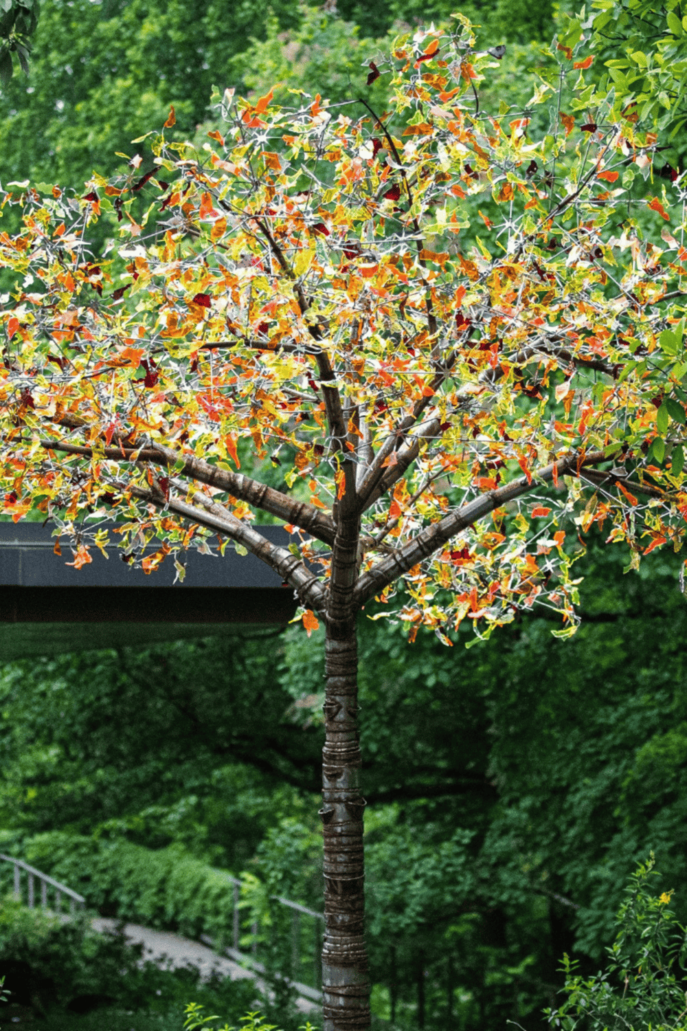 Vibrant autumn tree with colorful leaves in a lush green park setting.