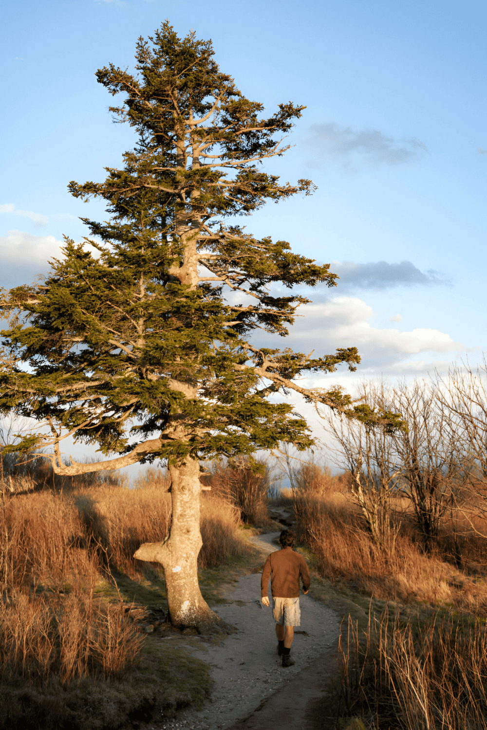 Aerial view of a person hiking on a trail through a natural landscape with a large tree and cloudy sky.