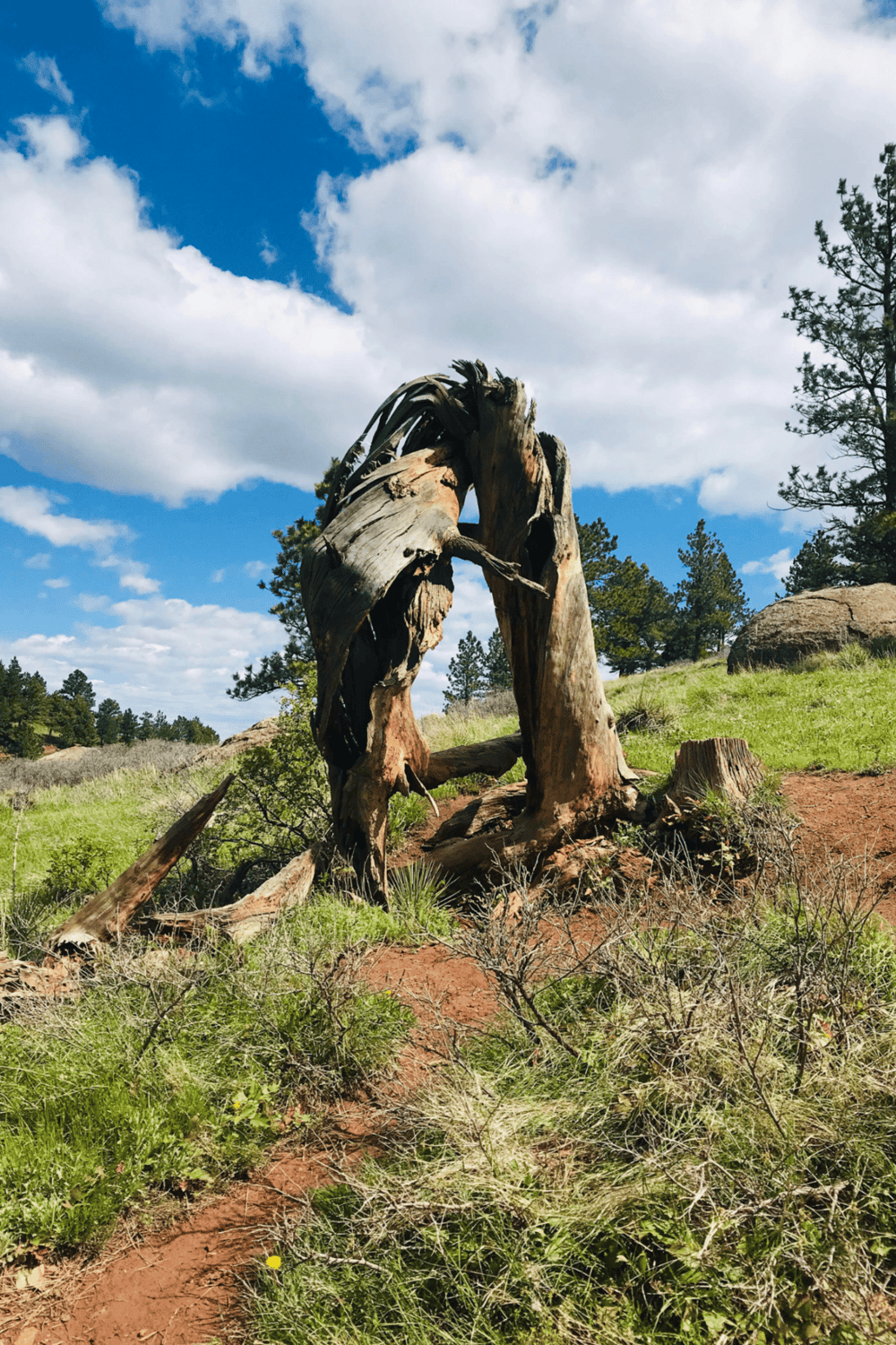 Weathered tree sculpture in a scenic outdoor natural park setting with blue sky and clouds.