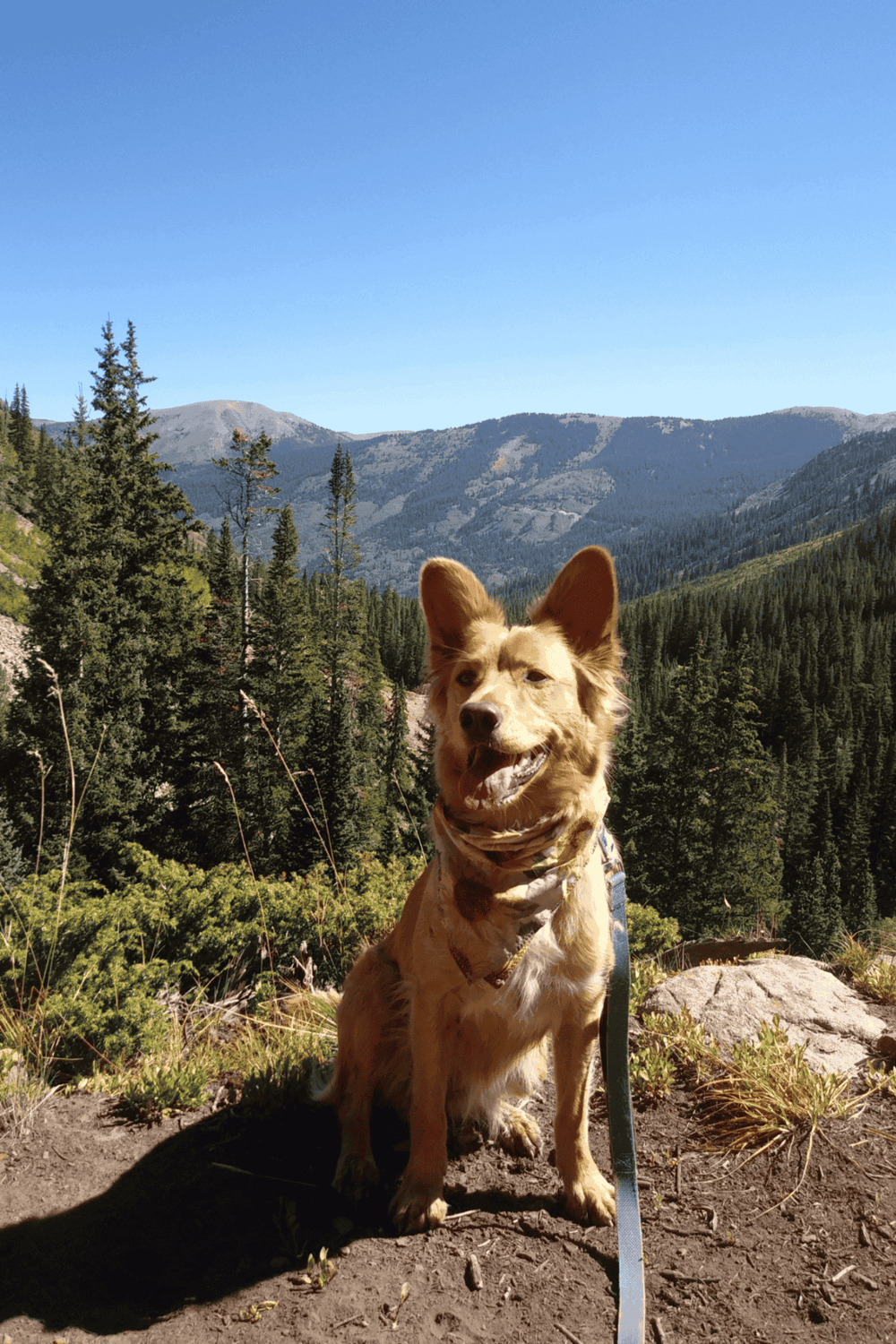 Adventures with loyal dogs exploring scenic mountain trails for outdoor travel and nature enthusiasts.