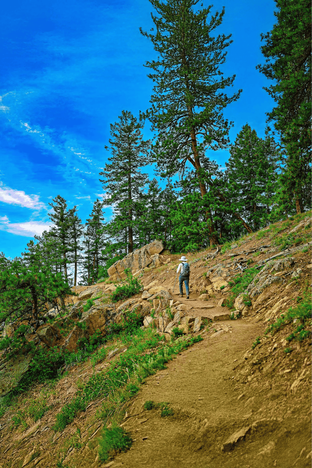 Hiker trekking a forest trail with tall pine trees and a bright blue sky in the background.