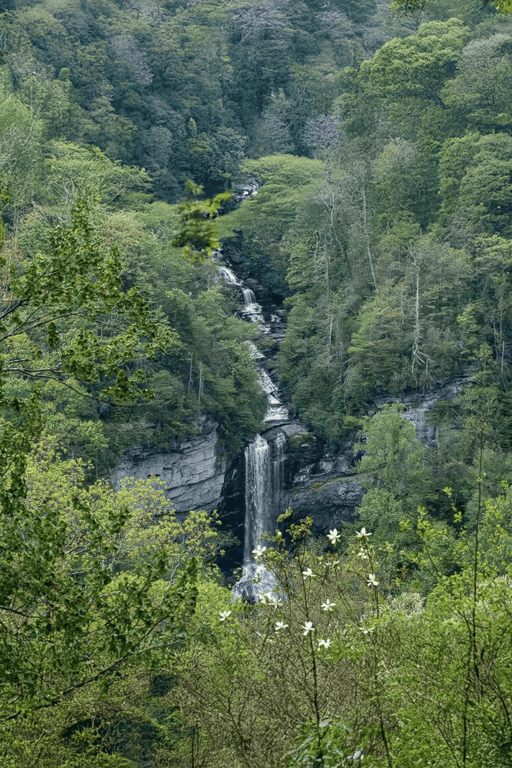 Lush green forest with a cascading waterfall, nature scenery, and scenic landscape.
