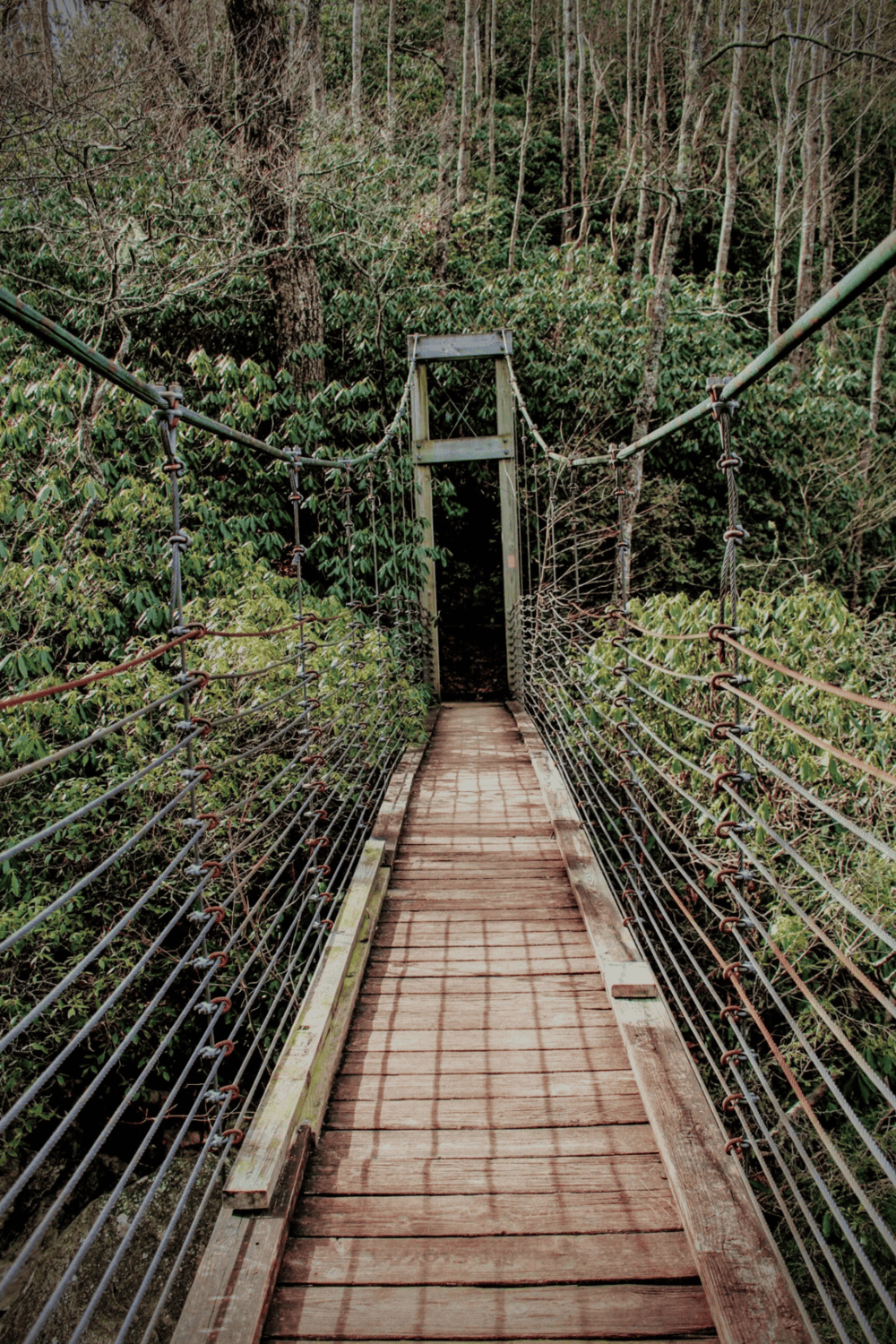 Suspension bridge in dense forest, nature trail, adventure, outdoor exploration, scenic layout.