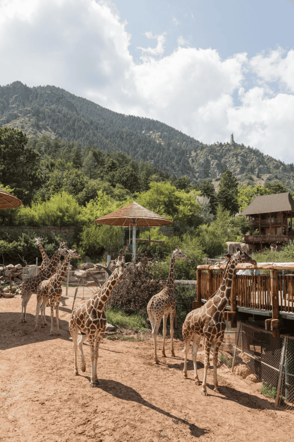 Giraffes at a zoo with mountains in the background, ideal for travel and family adventures.