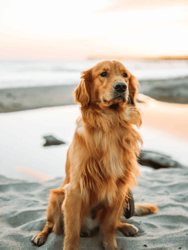 Golden retriever dog sitting on the beach during sunset, scenic ocean background.