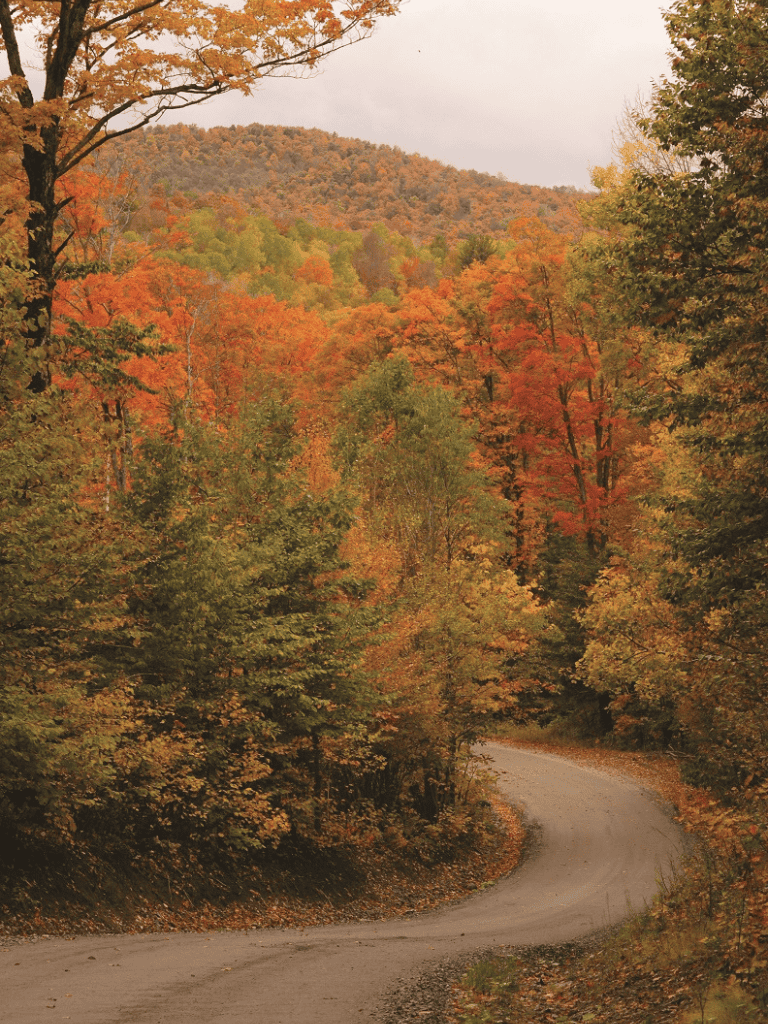 Colorful autumn forest along curving mountain road in fall, perfect for nature travel and outdoor adventures.