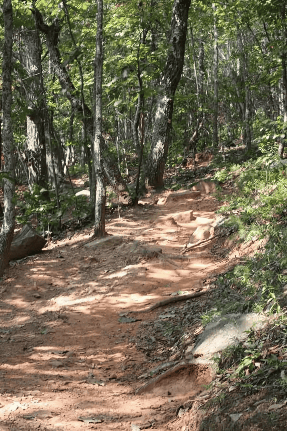 Winding forest trail for nature walks, hiking, and outdoor adventures with lush greenery.