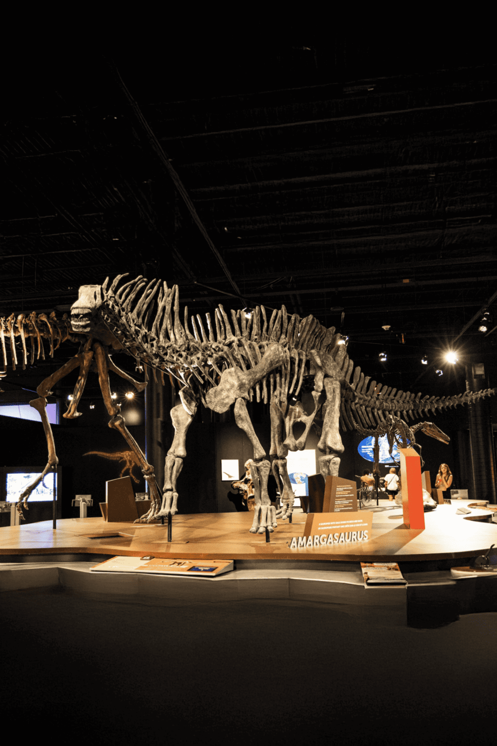 Dinosaur fossil skeleton exhibit at Quest for Directions museum, showcasing ancient prehistoric creatures.