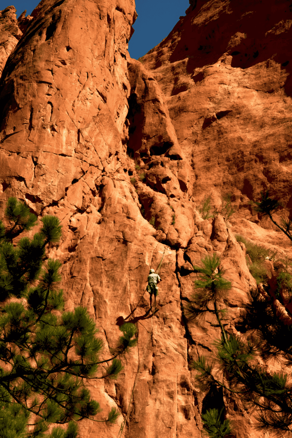 Climber ascending red sandstone cliff in Zion National Park, Utah, with lush pine trees in foreground.