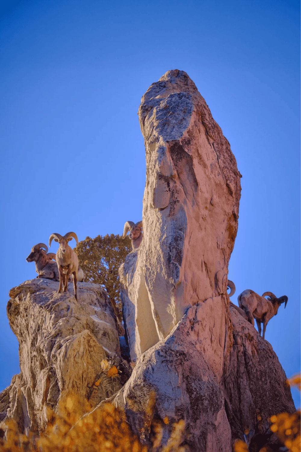 Goat herd on rocky mountain at sunset, scenic landscape for adventure travel, wild mountain goats in natural habitat.