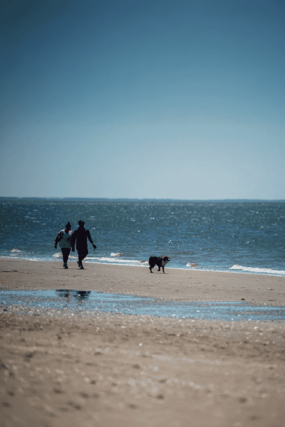 1. Couple walking on the beach with their dog, ocean view, sunny day.