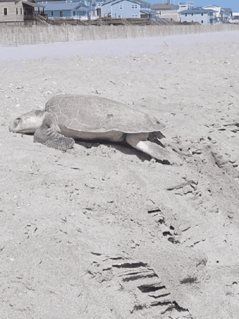 Baby sea turtle crawling on the sandy beach.