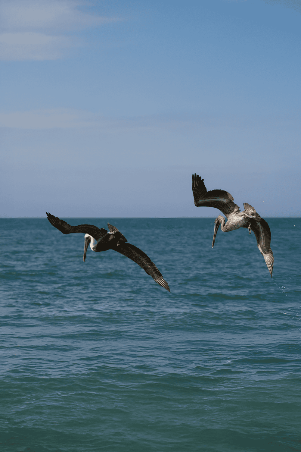 Pelicans flying over ocean, coastal wildlife, nature photography, bird watching, marine life.