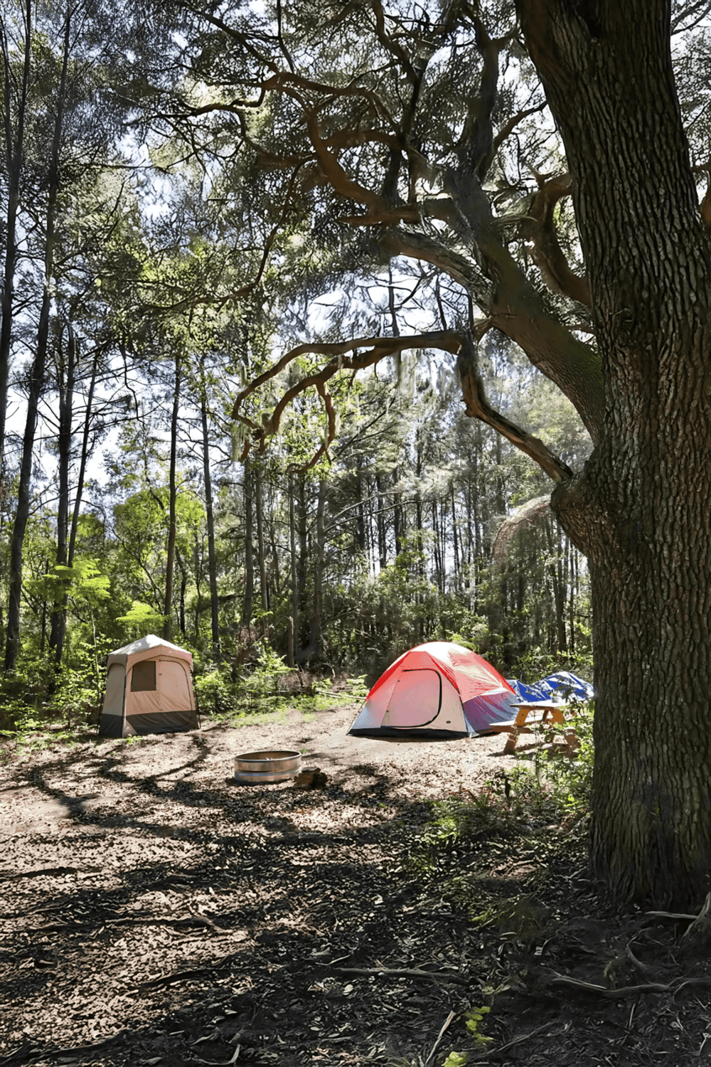 Aerial view of tents camping in a lush forest with tall trees and dappled sunlight.