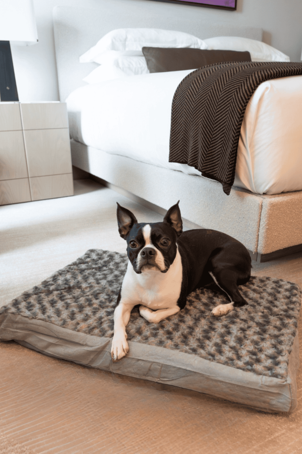 Comfortable hotel room with Boston Terrier dog relaxing on pet-friendly mat, modern bedroom decor, cozy ambiance, and clean bedding.