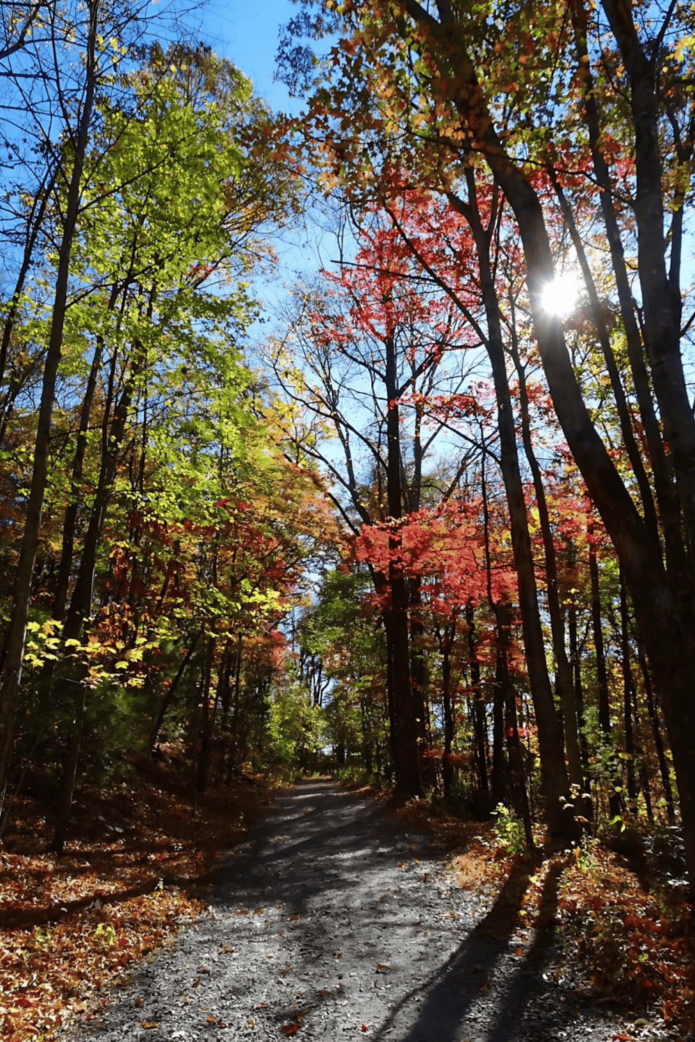 Colorful autumn forest with a dirt trail and sunlight shining through trees, perfect for outdoor adventure and nature exploration.