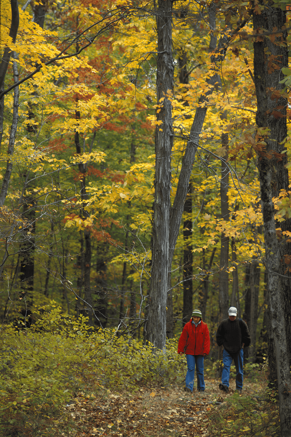 Vivid autumn forest scene with two hikers enjoying fall foliage adventure.