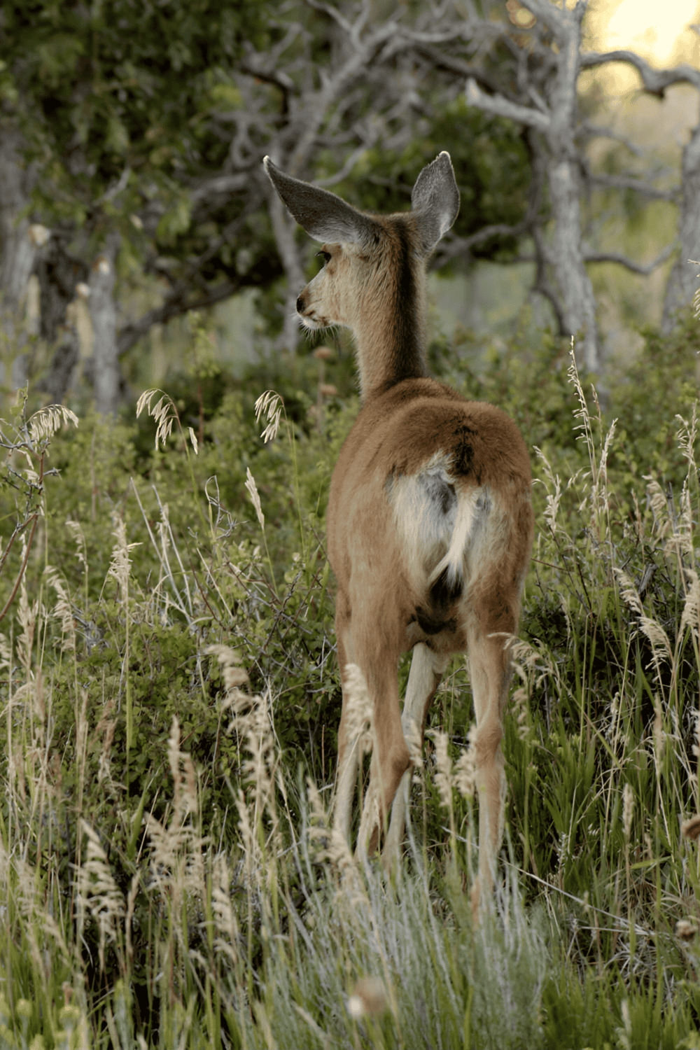 Young deer in natural forest setting.