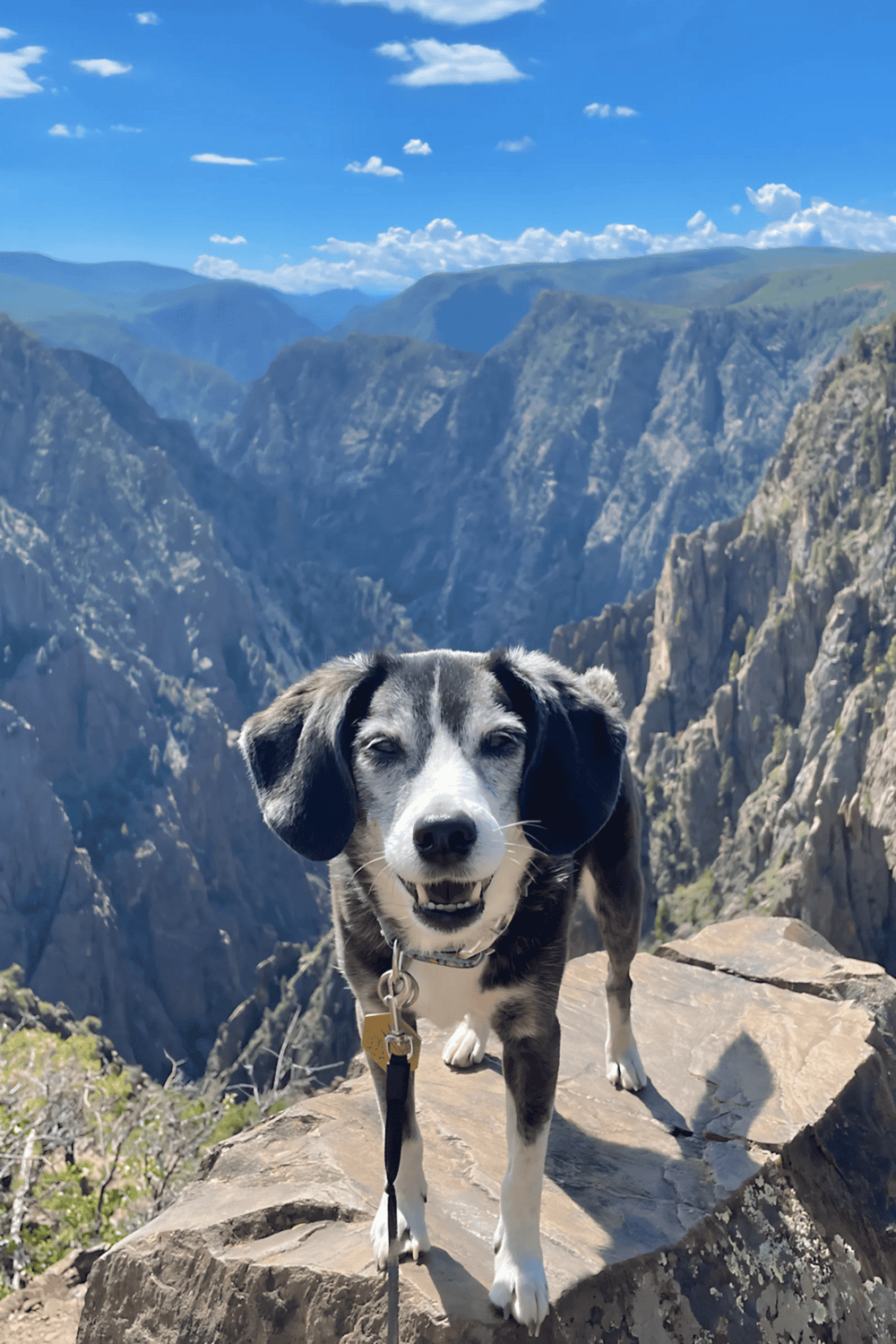 Hiking dog in mountain canyon, scenic nature trail, adventure, outdoor exploration, QuestForDirections.
