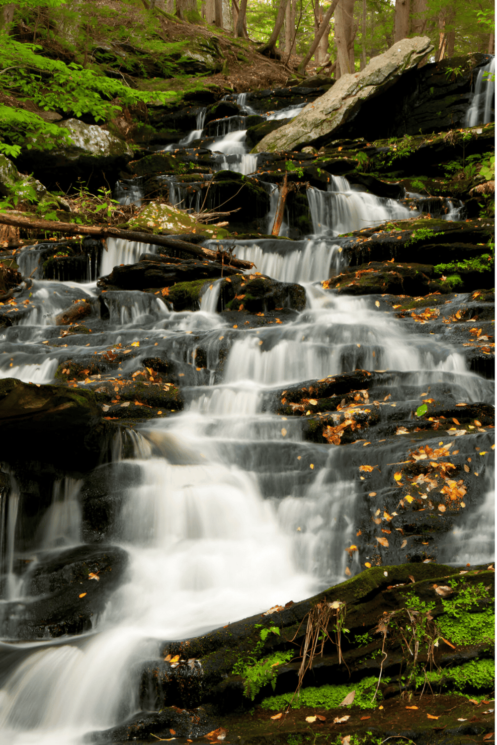 Flowing mountain creek with lush green forest in the background, perfect for nature exploration.