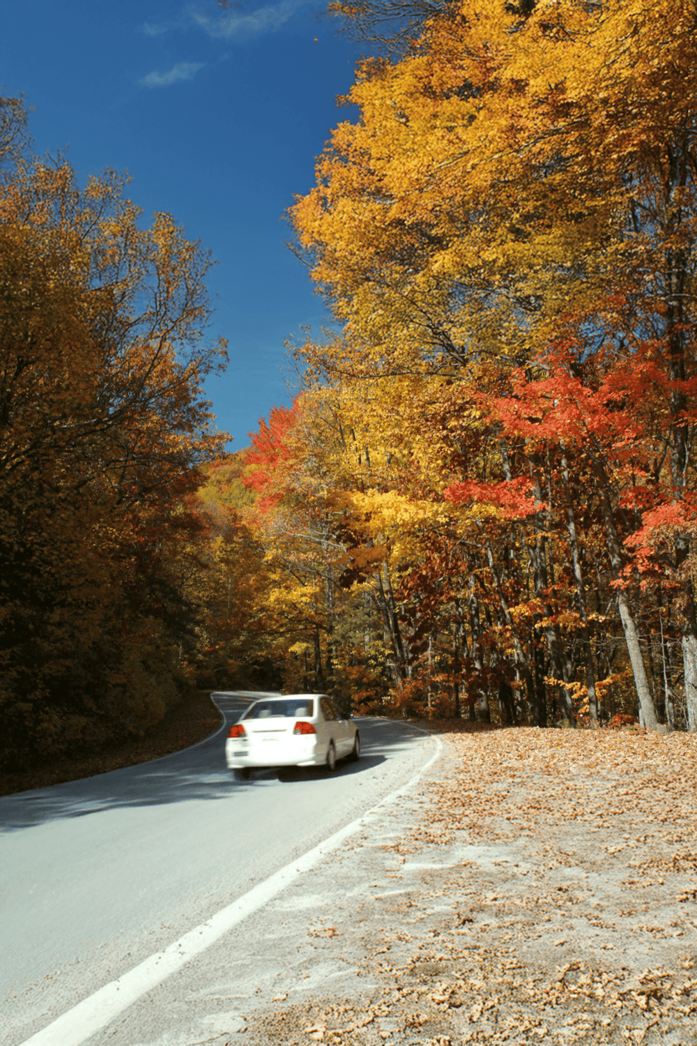 Bright autumn forest along scenic car road, fall foliage, colorful leaves, travel destination, nature photography, QuestForDirections.