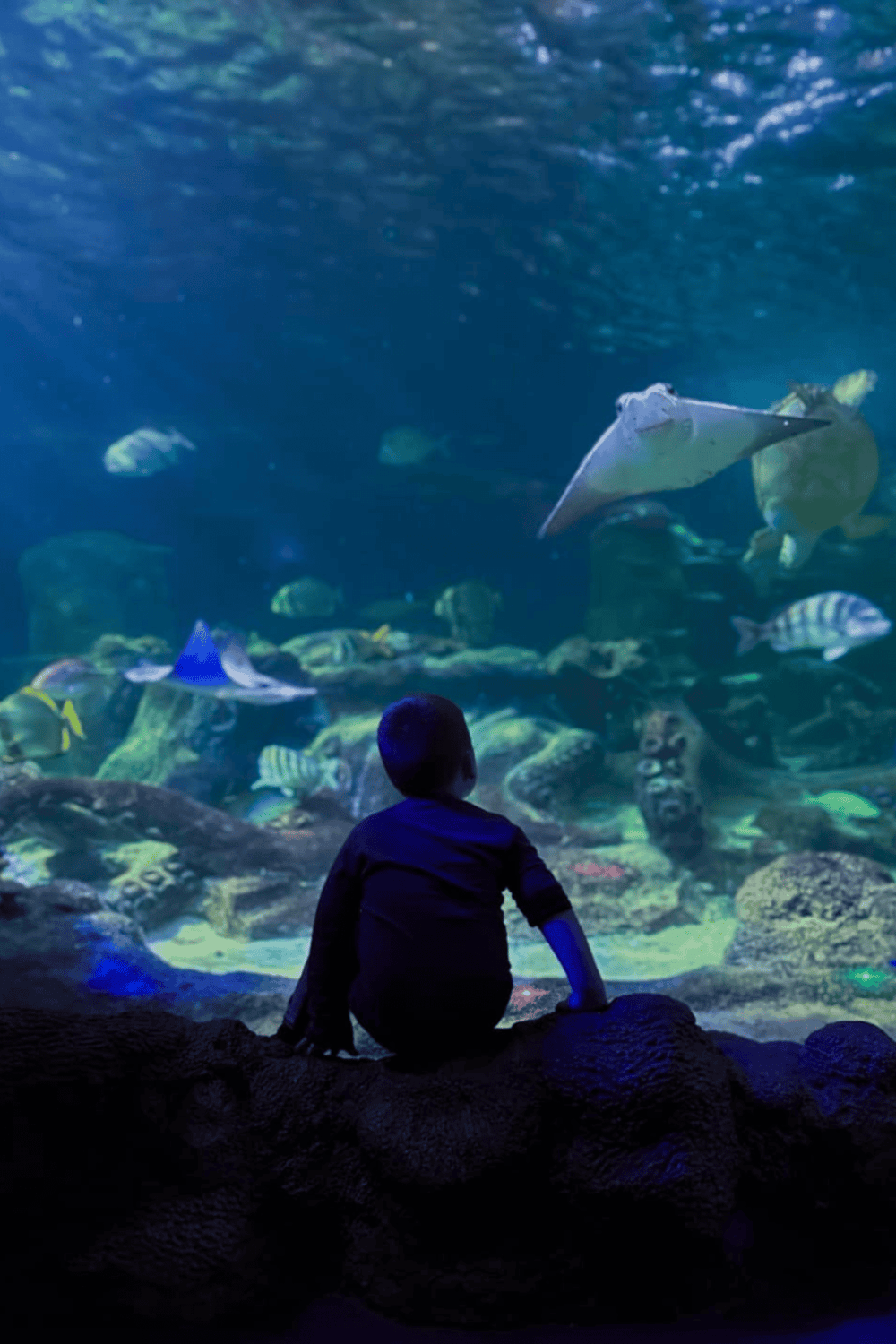Colorful underwater aquarium with a child observing marine life, including stingrays and tropical fish, at QuestForDirections.