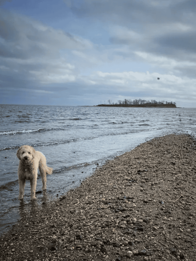 Dog standing on beach near water at lake or ocean scene for outdoor adventure travel SEO.