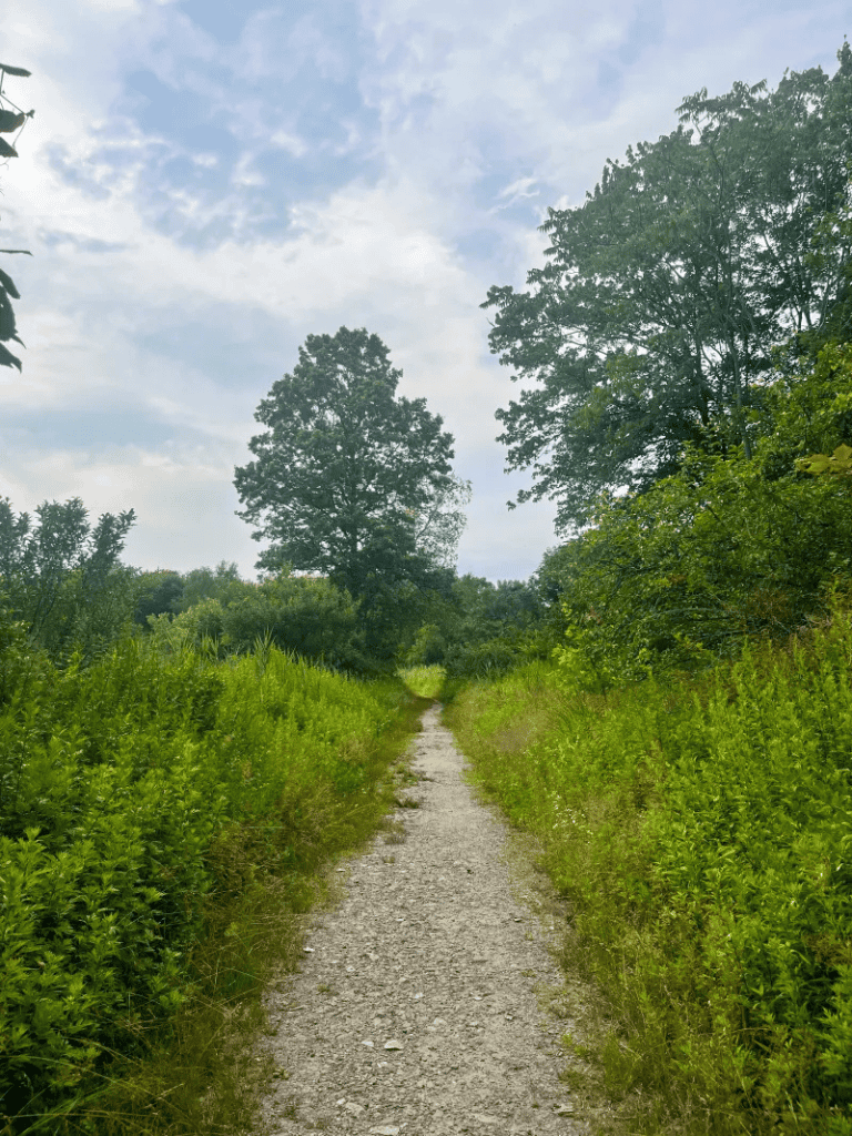 A scenic forest trail surrounded by lush greenery and tall trees under a partly cloudy sky.