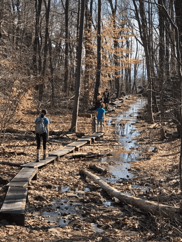 Woodland trail with hikers and makeshift wooden walkway for nature exploration and outdoor adventure.
