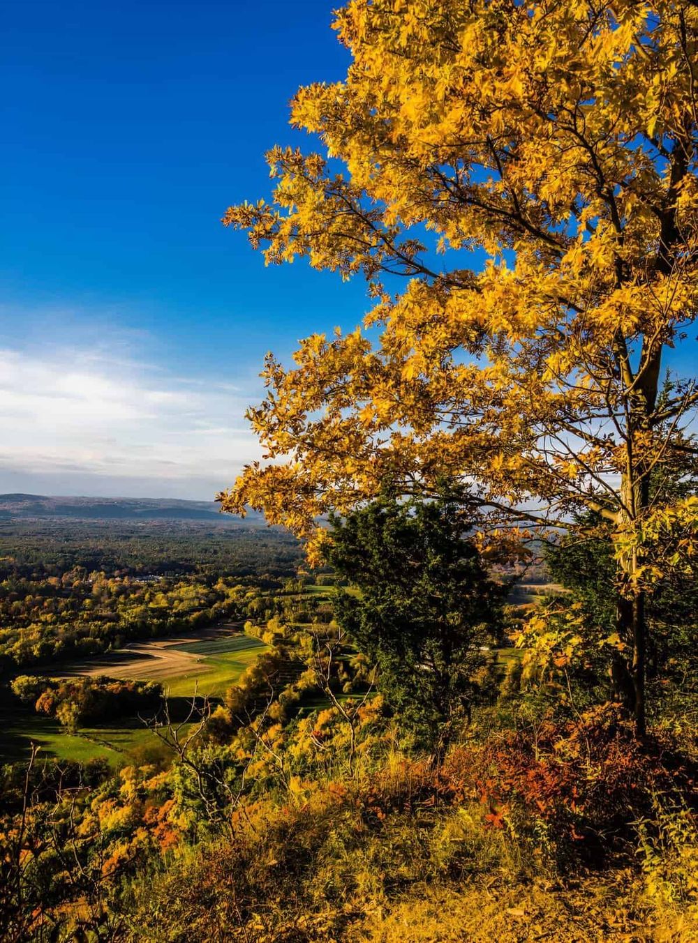 Vibrant autumn tree overlooking scenic landscape with colorful foliage and clear blue sky.