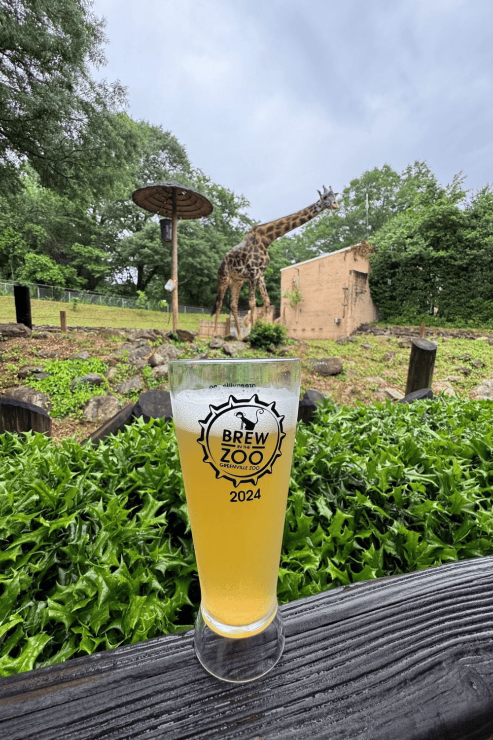 1. Giraffe at Greenville Zoo with craft beer in foreground.