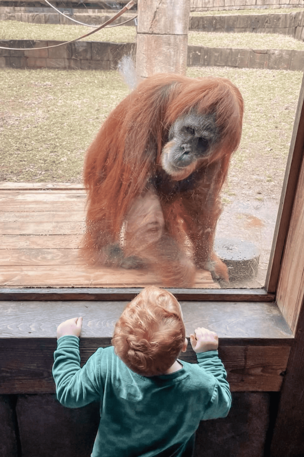 Golden snoluvar orangutan looking through glass at young child at zoo.