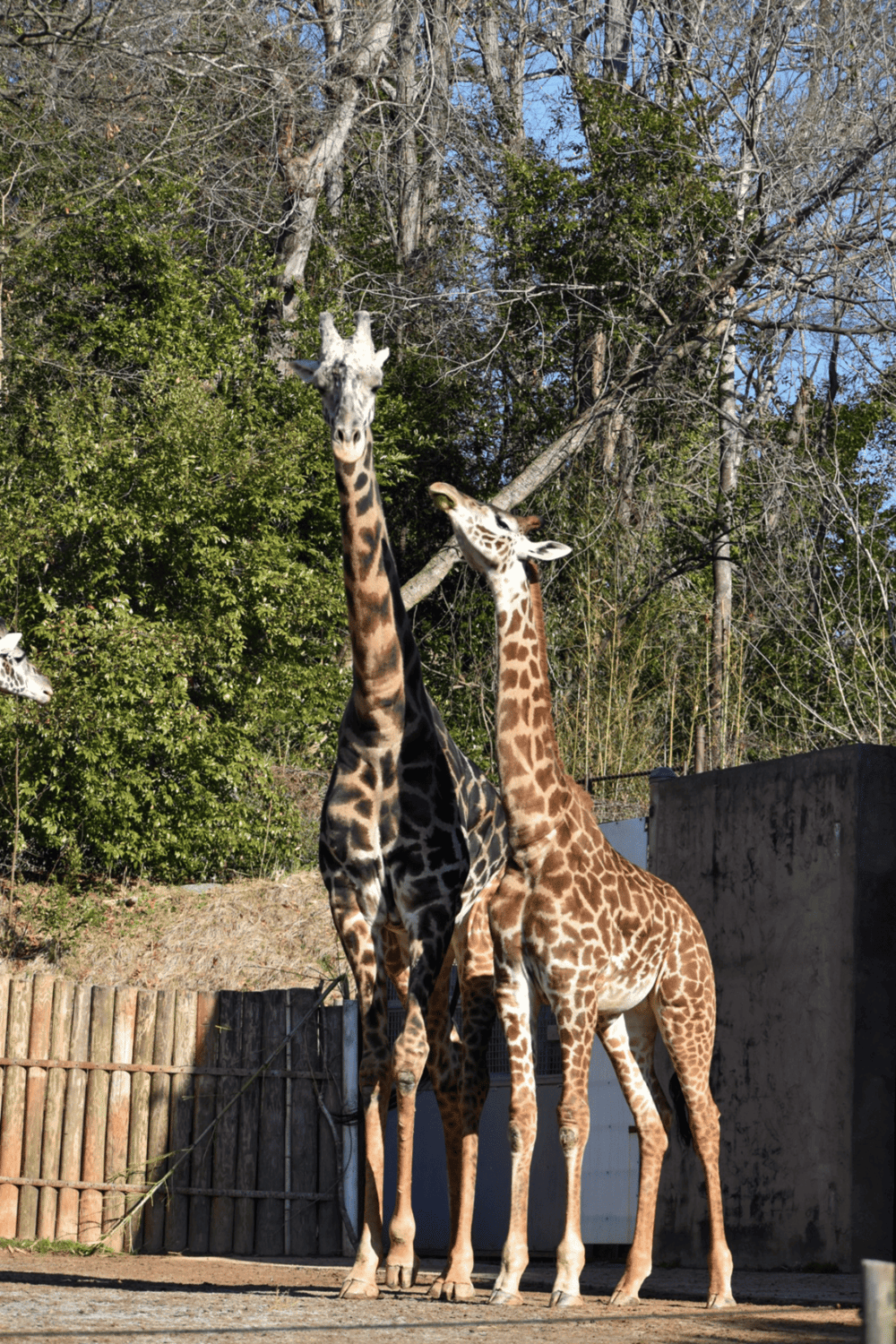 Giraffes in zoo habitat for wildlife conservation and safari animal experience.